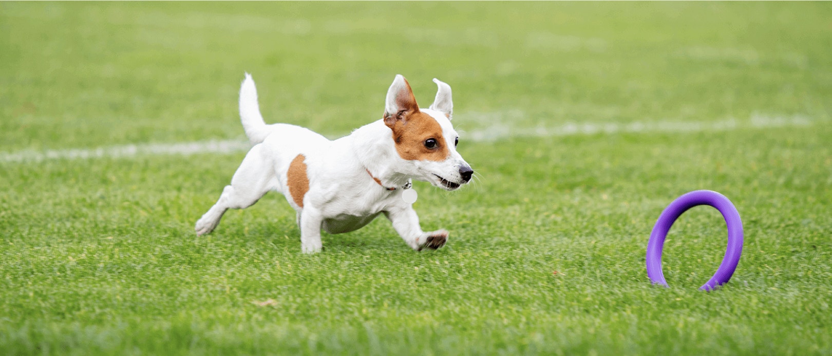 การวัดปริมาณโปรตีนที่สุนัขของคุณต้องการ