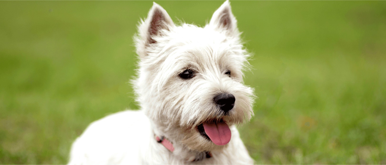 อาหารสุนัขโปรตีนสูงเป็นตัวเลือกที่ดีหรือไม่?