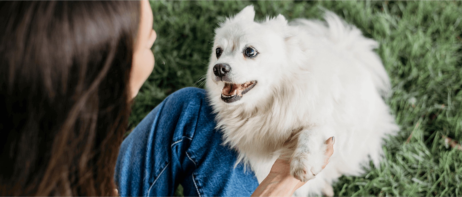 ความต้องการโปรตีนของน้องหมาแอคทีฟ