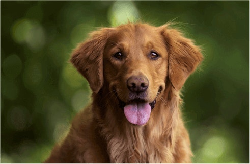 บทบาทของโปรตีนในการสร้างภูมิคุ้มกัน