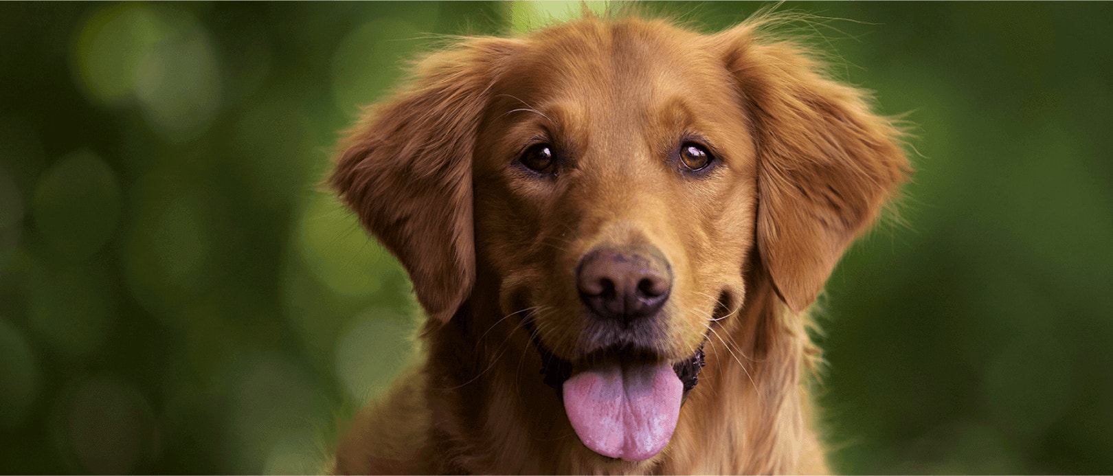 บทบาทของโปรตีนในการสร้างภูมิคุ้มกัน