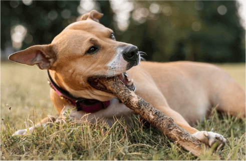 ปริมาณโปรตีนในผลิตภัณฑ์เพดดิกรี® โปร สูตรไฮโปรตีน