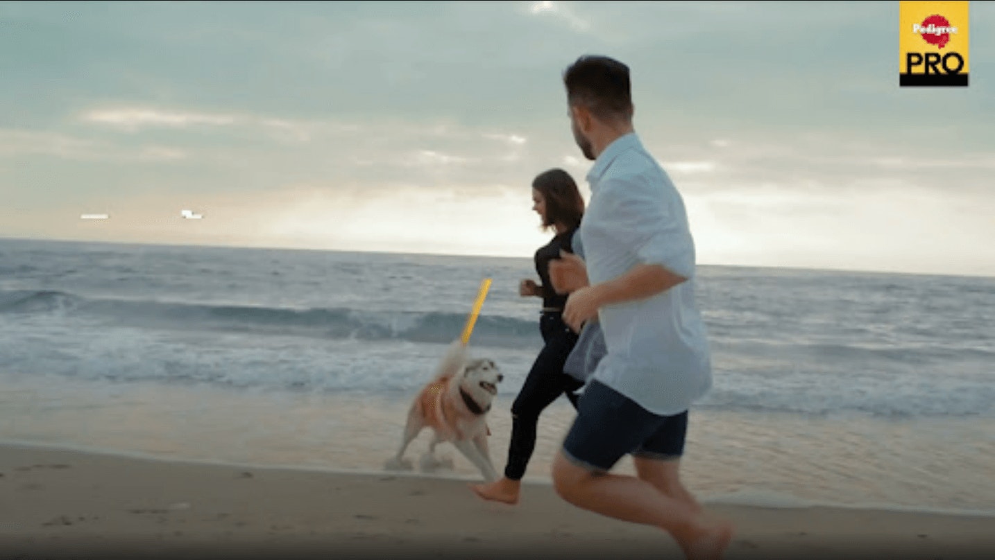 สุนัขโตพันธุ์กลางและใหญ่