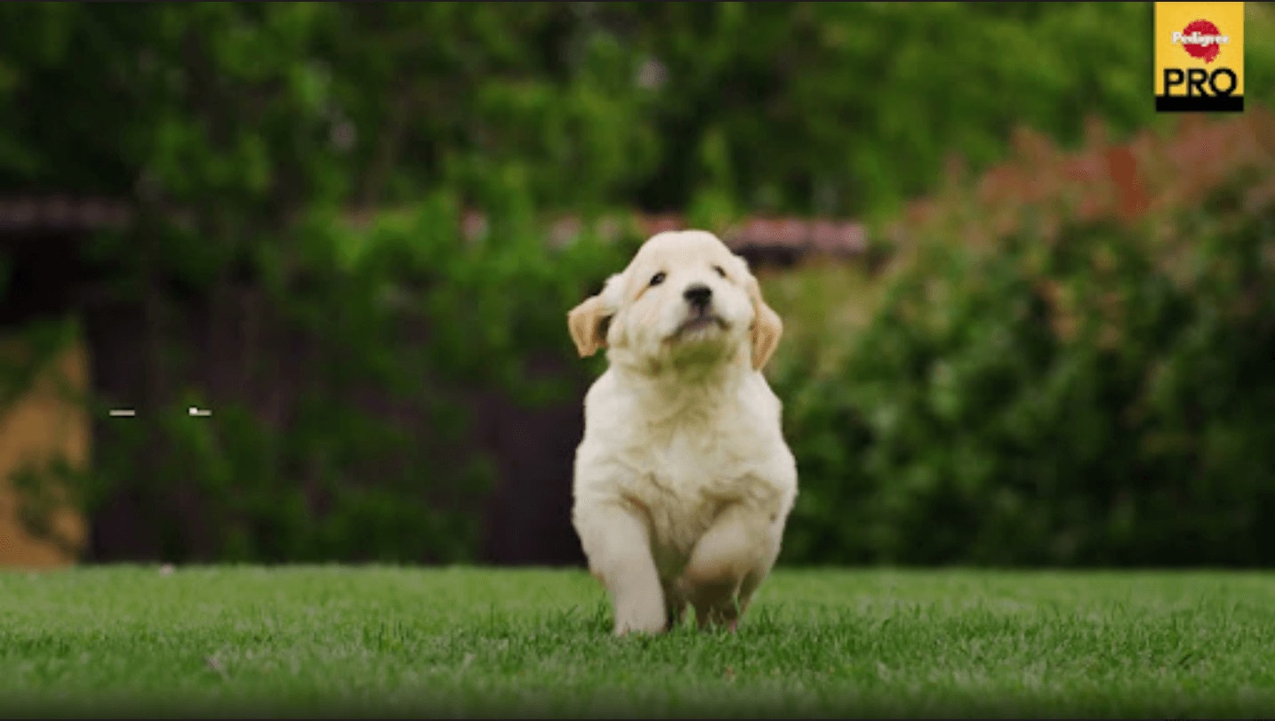 ลูกสุนัข