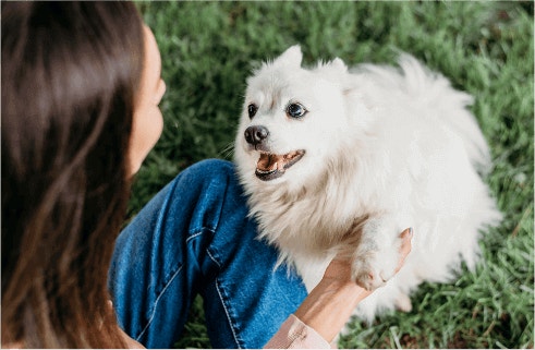 ความต้องการโปรตีนของน้องหมาแอคทีฟ