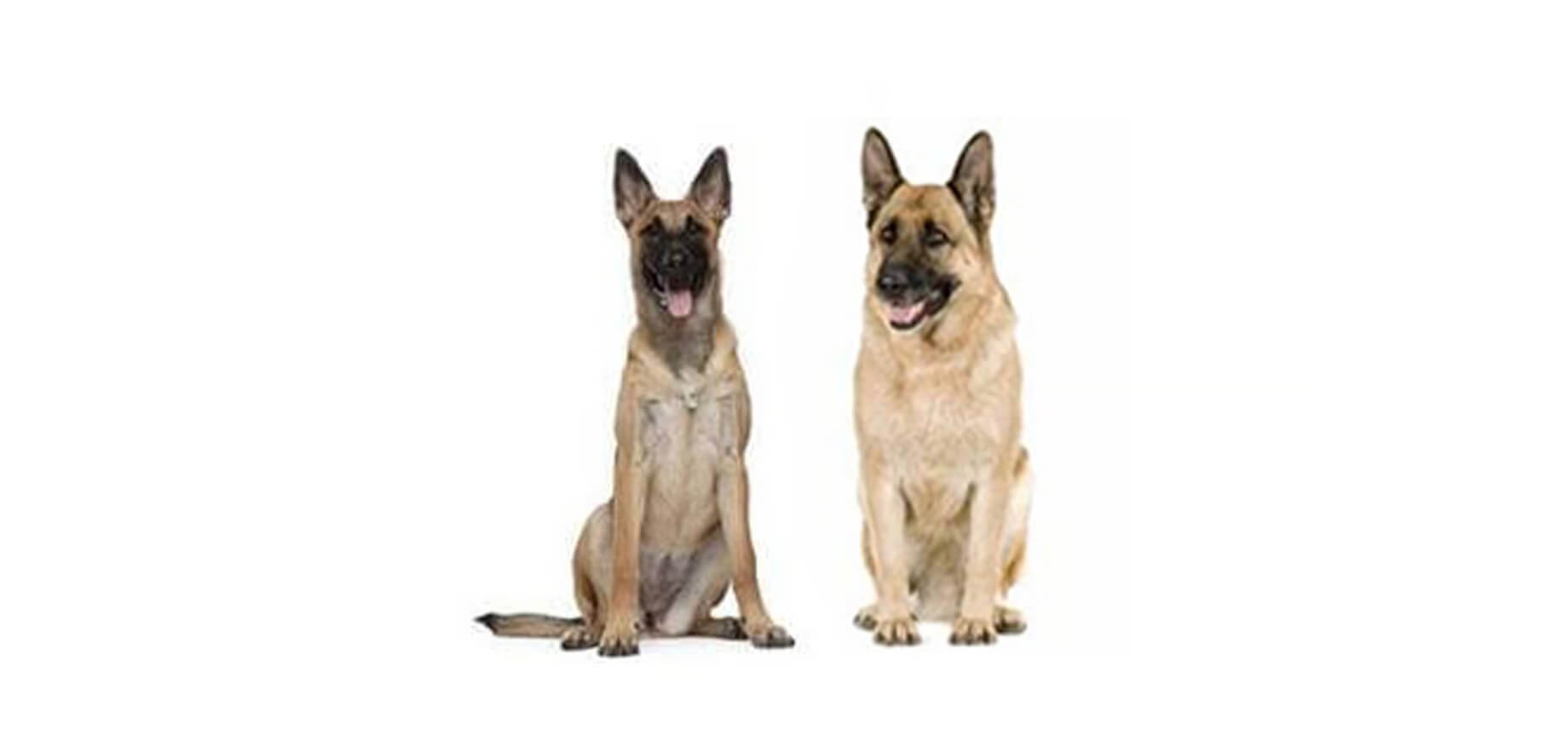 Belgian Malinois vs German Shepherd Differences
