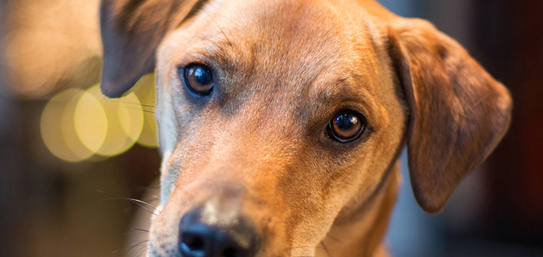 Separation Anxiety in Dogs Signs, Symptoms, Treatment