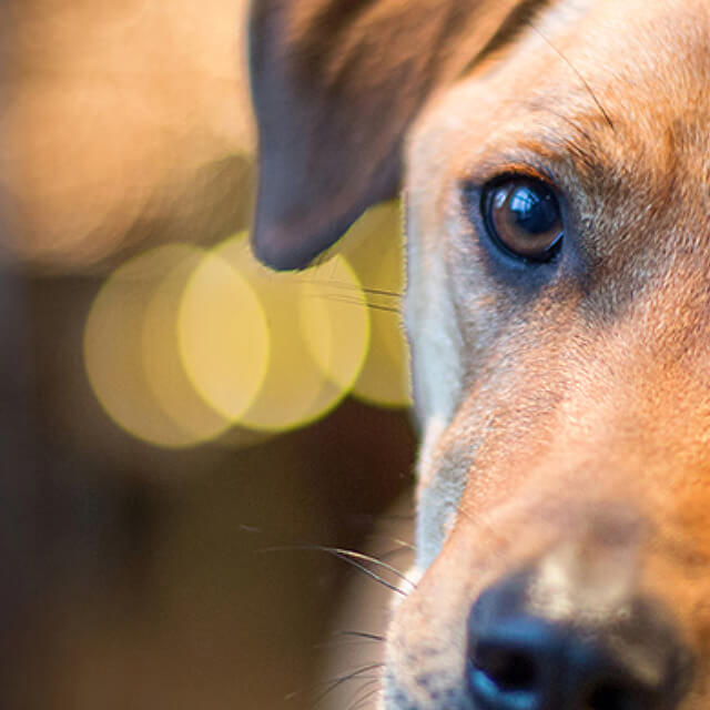 How to Potty Train Your Puppy