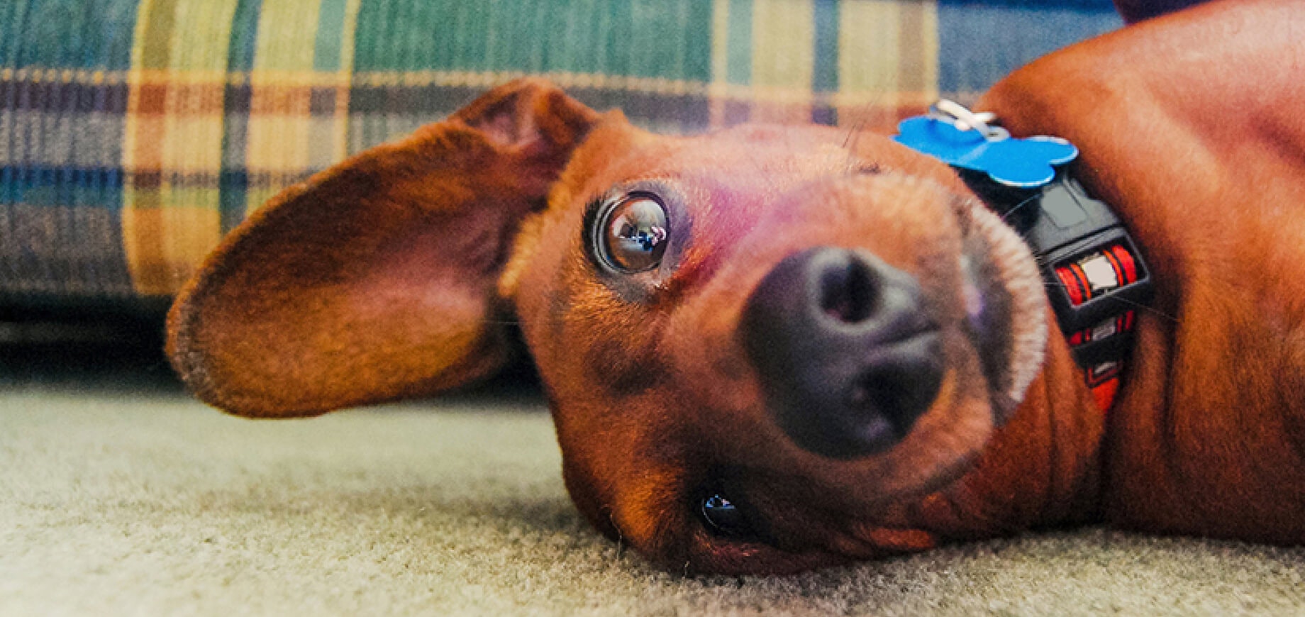 ทำความเข้าใจสาเหตุ ประเภท และการรักษาอาการชักของสุนัข