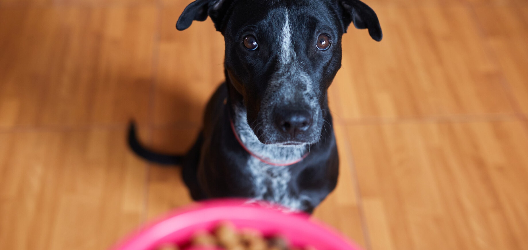 7 สารอาหารสำคัญสำหรับสุนัข