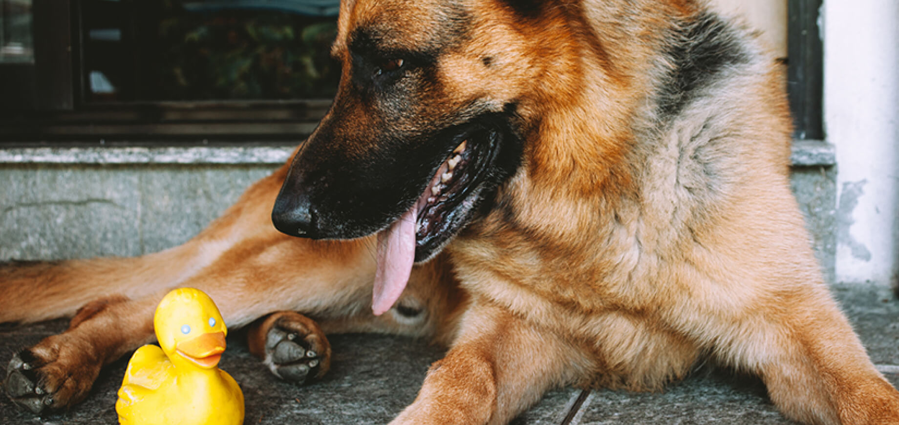 คู่มือการให้อาหารลูกสุนัข