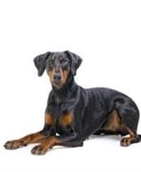 Dobermann