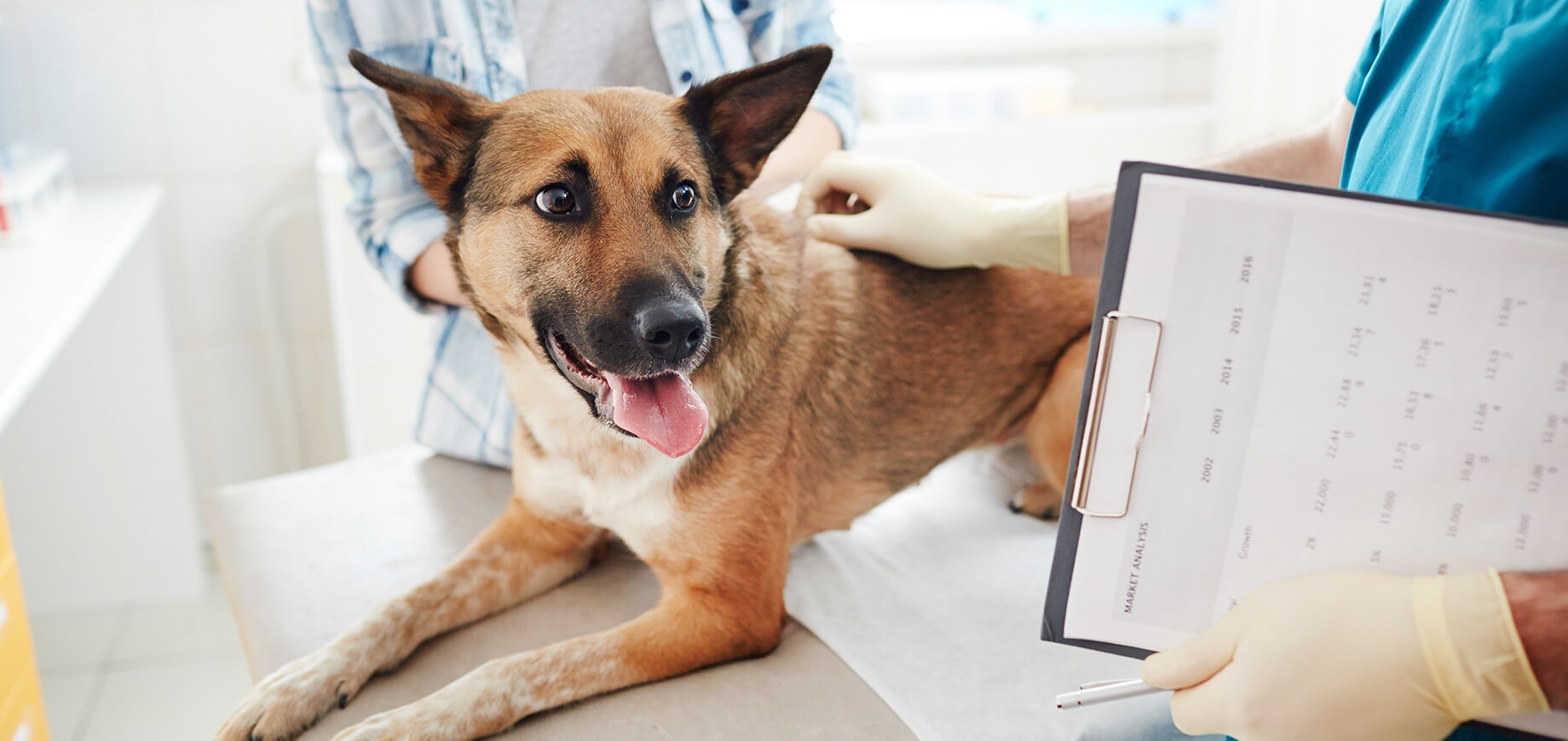 สัญญาณและพฤติกรรมของสุนัขที่ใกล้ตาย