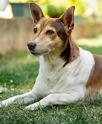 สุนัขพันธุ์พื้นเมืองฟิลิปปินส์ (Aspin)