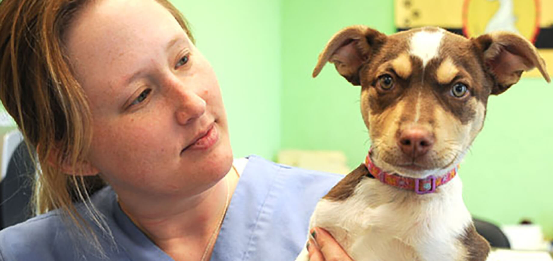 โรคพิษสุนัขบ้าในสุนัขและลูกสุนัข อาการ สาเหตุ และวิธีการรักษา