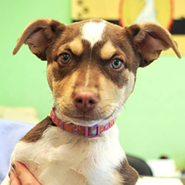 โรคพิษสุนัขบ้าในสุนัขและลูกสุนัข อาการ สาเหตุ และวิธีการรักษา