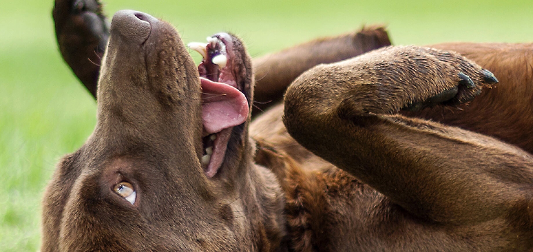 6 เคล็ดลับดี ๆ ทำให้การฝึกสุนัขเป็นเรื่องง่าย