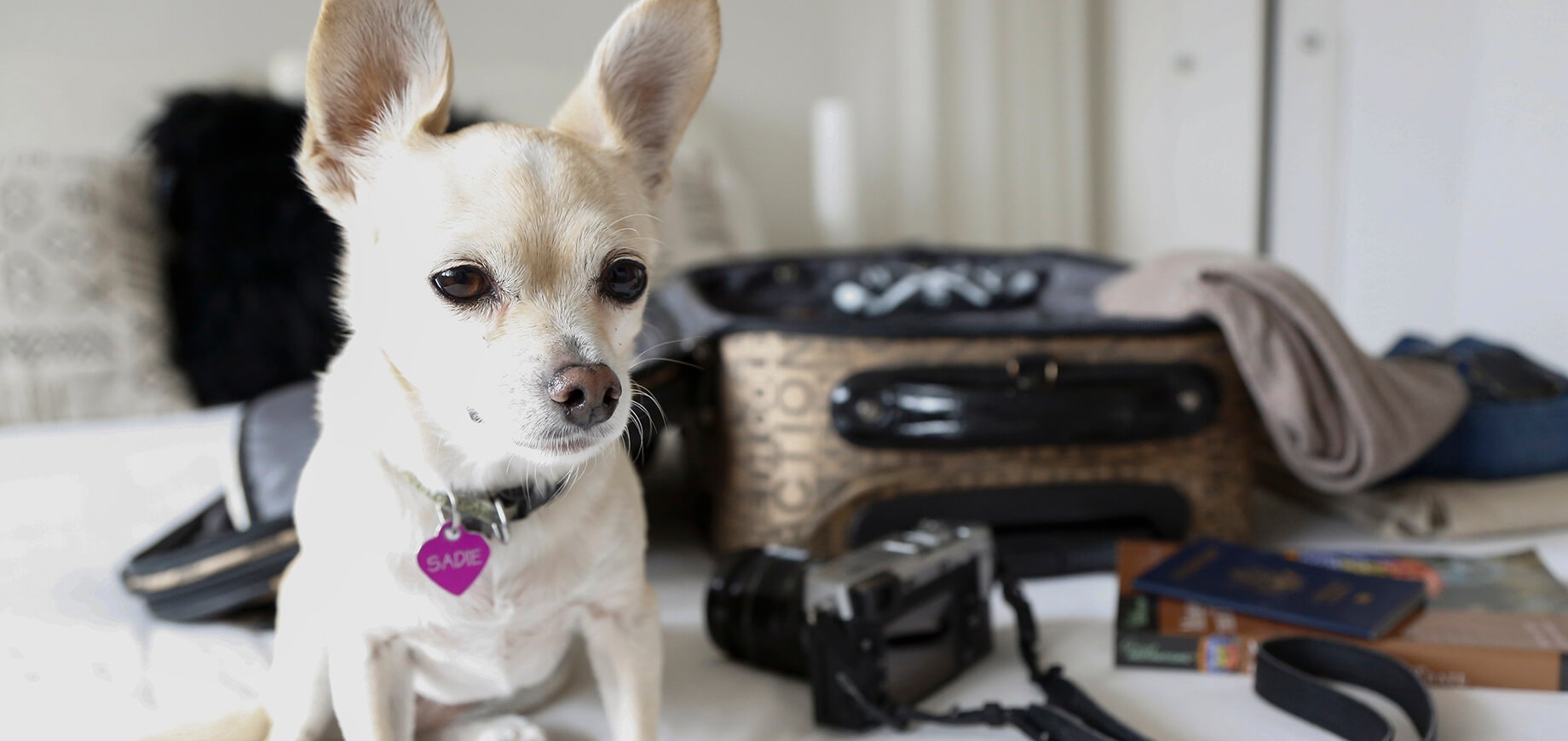 อาการลูกสุนัขแรกคลอดเสียชีวิต - อาการ การป้องกัน และการรักษา (Fading Puppy Syndrome) 