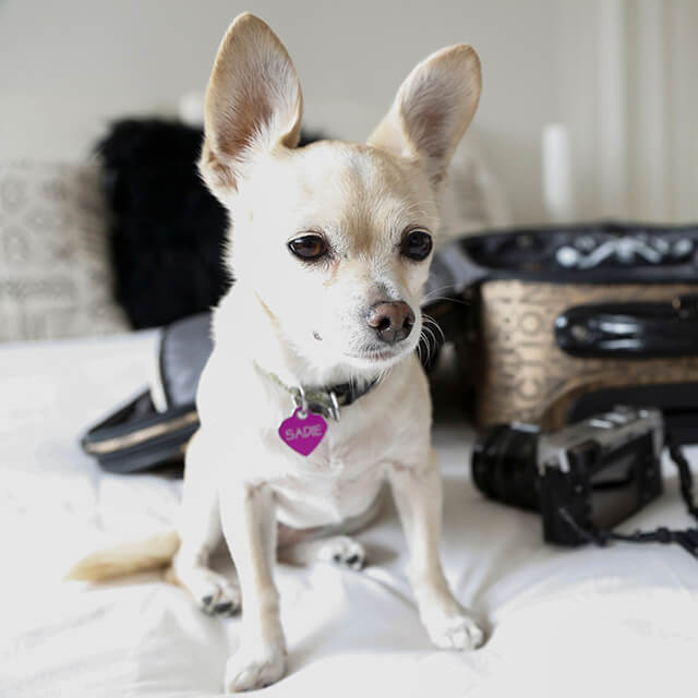 อาการลูกสุนัขแรกคลอดเสียชีวิต - อาการ การป้องกัน และการรักษา (Fading Puppy Syndrome) 