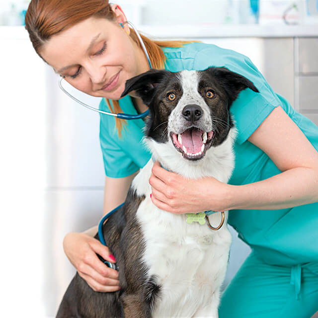 โรคผิวหนังอักเสบในสุนัข - ลักษณะอาการ วิธีป้องกัน และการรักษา