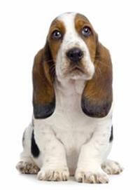 Basset hound