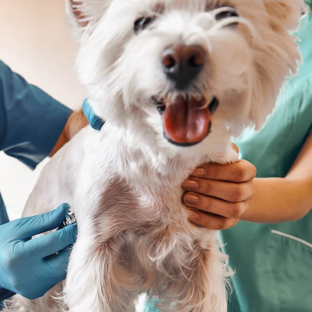 รู้จักโรคไข้หัดสุนัข – สัญญาณเตือน อาการของโรค และวิธีป้องกัน