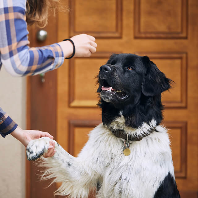 5 สเตปง่าย ๆ ฝึกลูกสุนัขเข้ากรง