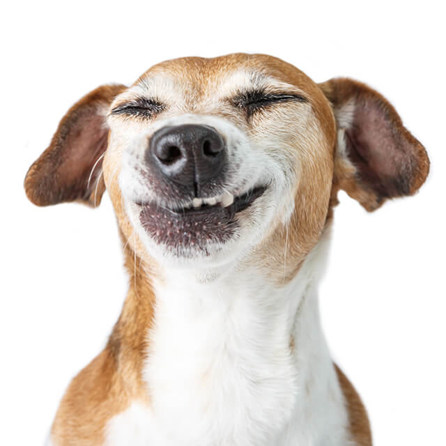 โรคหลอดลมอักเสบในสุนัข อาการ การรักษา และการป้องกัน