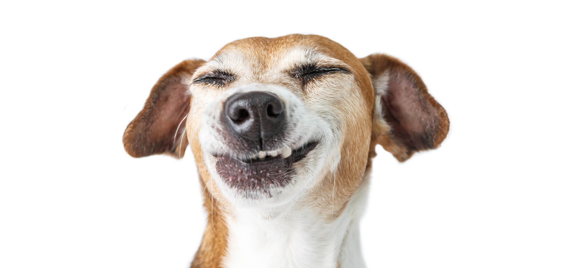 โรคหลอดลมอักเสบในสุนัข อาการ การรักษา และการป้องกัน