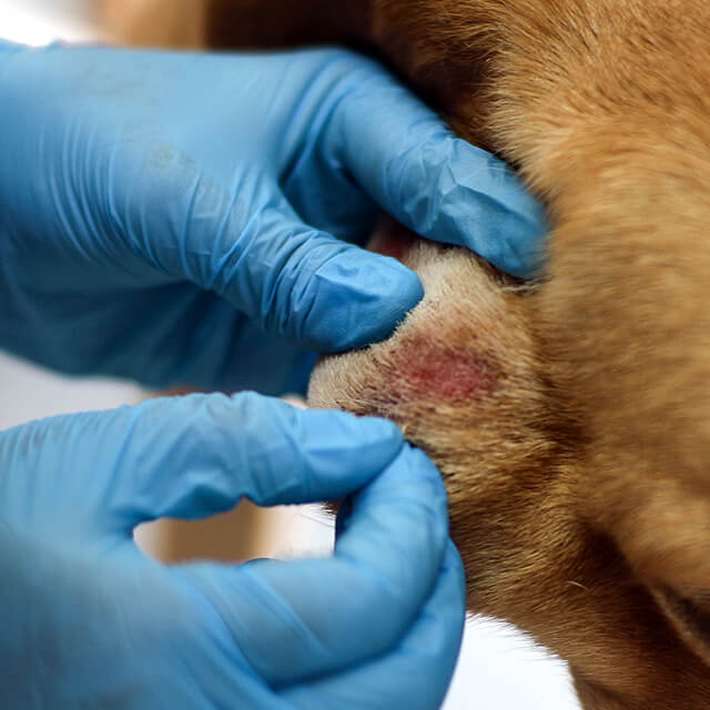 โรคกลากเกลื้อนในสุนัข – อาการ สาเหตุ วิธีป้องกัน และแนวทางการรักษา