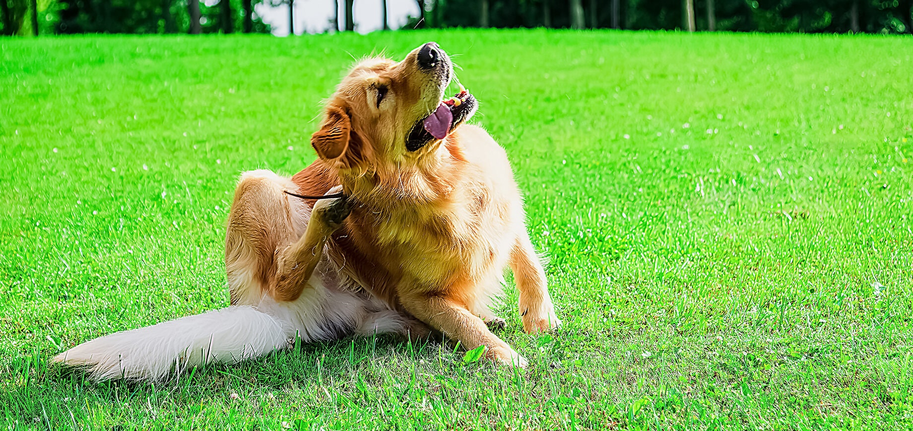 โรคผิวหนังจากเชื้อราในสุนัข – สาเหตุ อาการของโรค วิธีป้องกัน และการรักษา