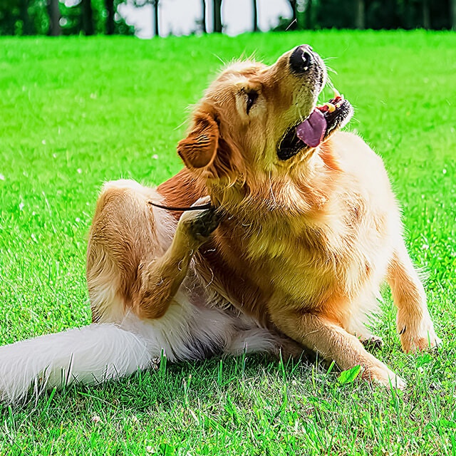 โรคผิวหนังจากเชื้อราในสุนัข – สาเหตุ อาการของโรค วิธีป้องกัน และการรักษา