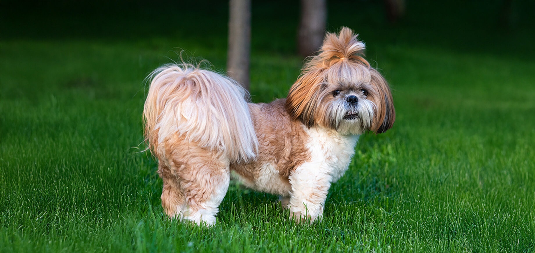 How to train a Shih Tzu