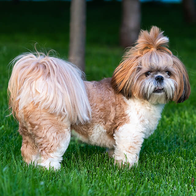 How to train a Shih Tzu