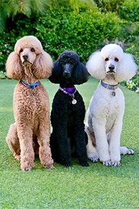 Poodles