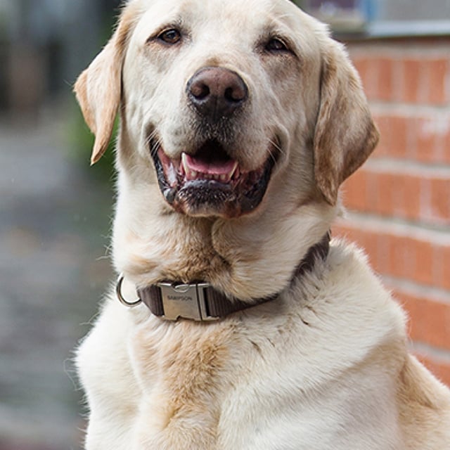 สรุปวิธีวัดอุณหภูมิร่างกายสุนัข และช่วงอุณหภูมิร่างกายโดยปกติ