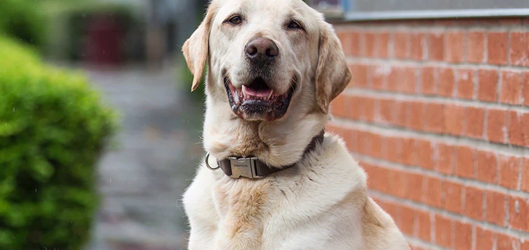 สรุปวิธีวัดอุณหภูมิร่างกายสุนัข และช่วงอุณหภูมิร่างกายโดยปกติ