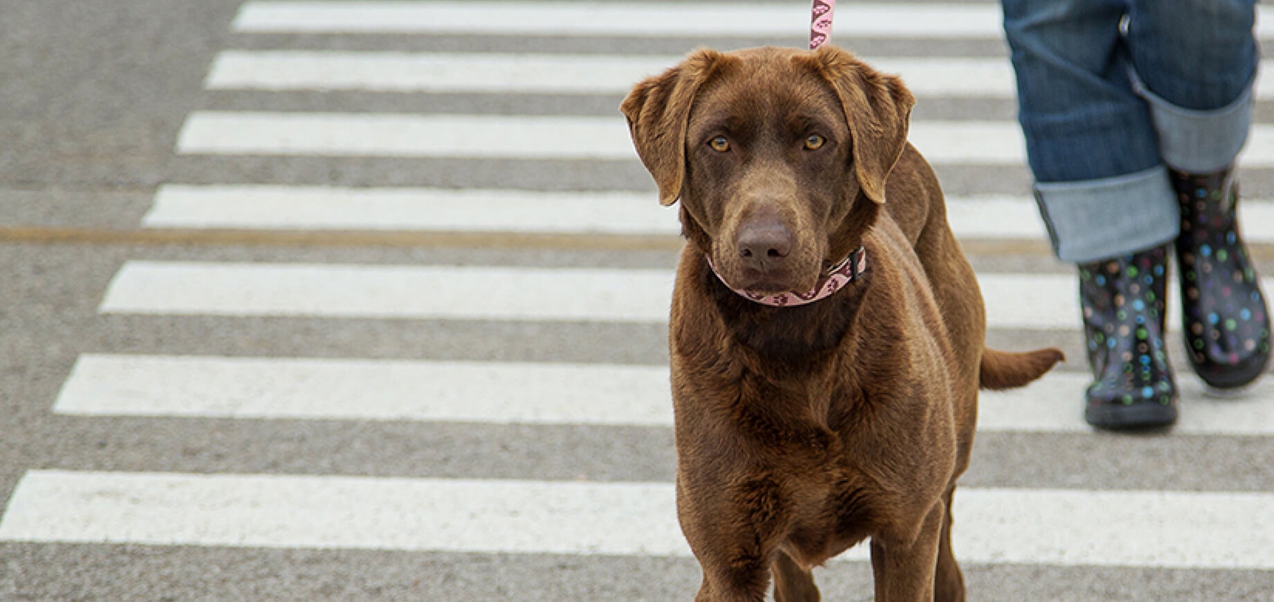 A Balanced Diet for Puppy