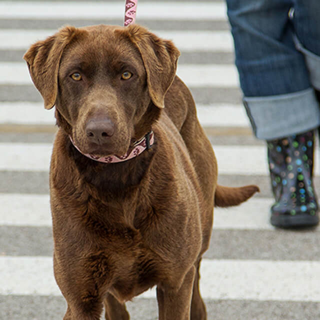 A Balanced Diet for Puppy