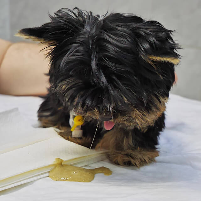 ทำไมสุนัขของฉันถึงอาเจียนเป็นสีเหลือง: สาเหตุ การรักษา และการป้องกัน