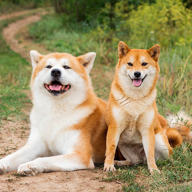 Akita vs Shiba Inu แตกต่างกันอย่างไร?