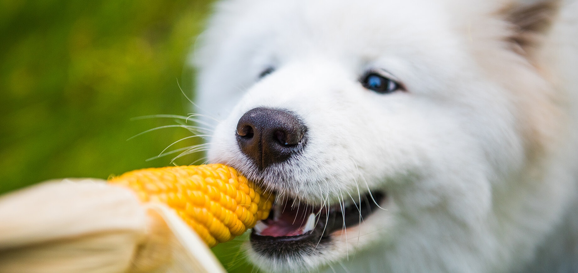 ชวนหาคำตอบ น้องหมากินข้าวโพดได้ไหม?