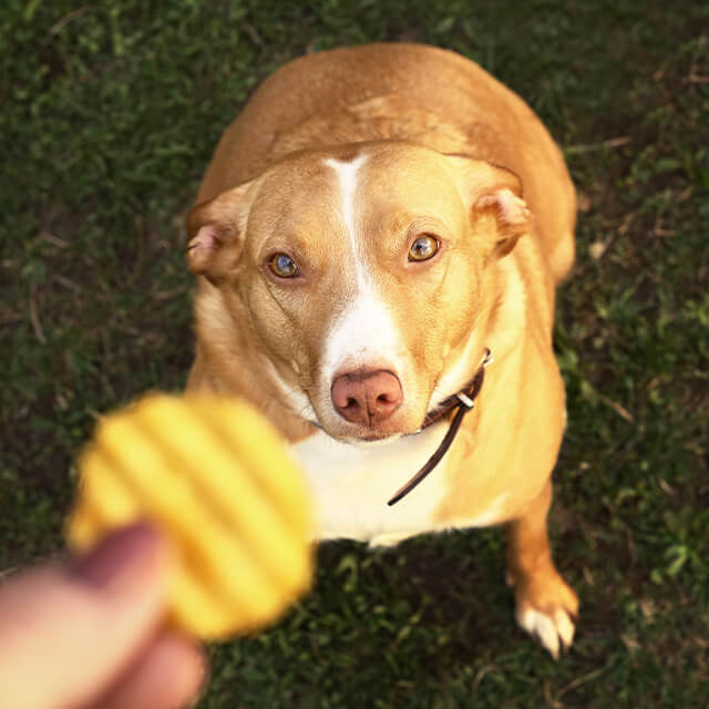 ไขข้อสงสัย! น้องหมากินมันฝรั่งได้ไหม?