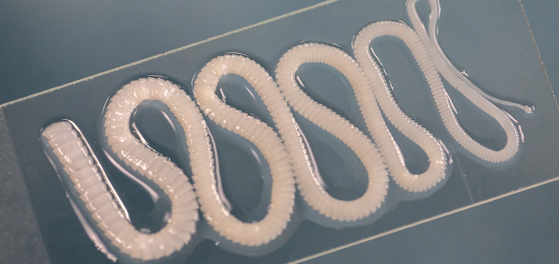 รู้จัก “พยาธิตัวตืด” ศัตรูตัวร้ายของสุนัข