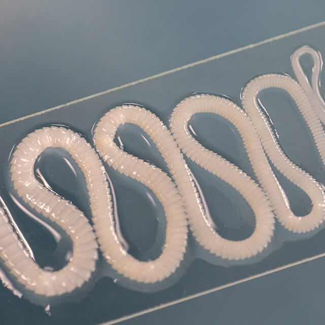 รู้จัก “พยาธิตัวตืด” ศัตรูตัวร้ายของสุนัข