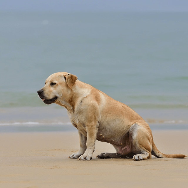 ท้องหรือไม่ท้อง? รวมวิธีสังเกตอาการสุนัขท้องที่คุณควรรู้