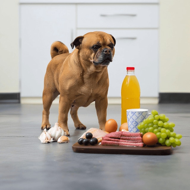 จดด่วน! รายการอาหารต้องห้าม น้องหมากินอะไรไม่ได้บ้าง