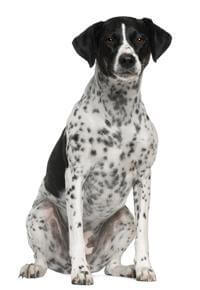 Pointer Dog Breed