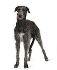 Irish Wolfhound