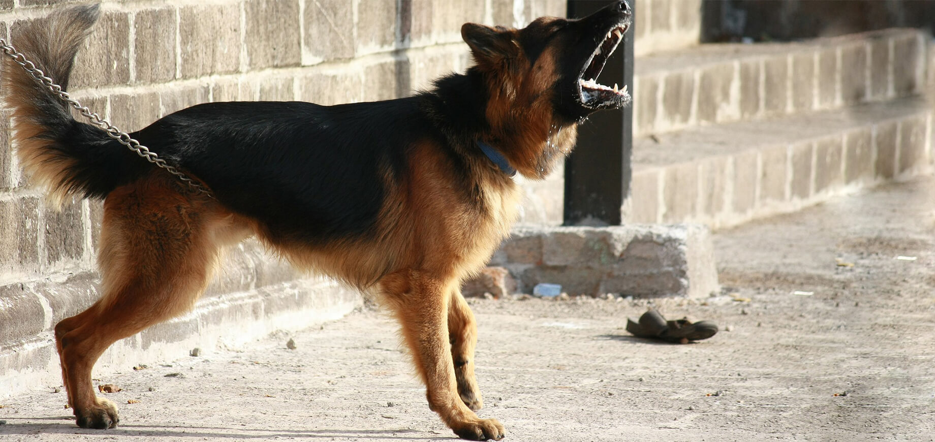 ภาษากายน้องหมาที่กำลังบอกว่าโกรธ ก้าวร้าว